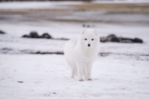 China firm announces successful cloning of world’s first wild arctic wolf