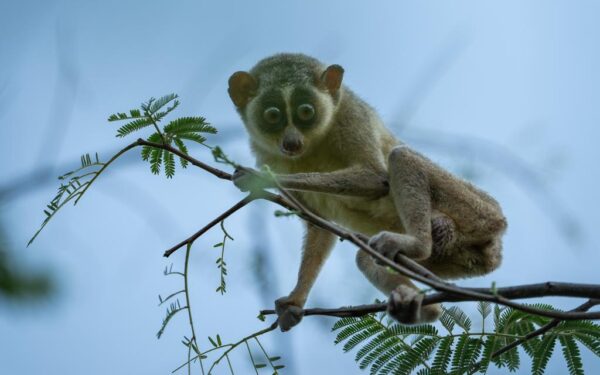 India announces its first sanctuary for Slender Loris