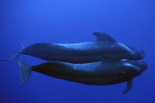 500 pilot whales die in New Zealand strandings