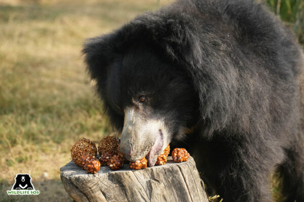 Porridge, jaggery, puffed rice balls for bears at rescue centres this winter