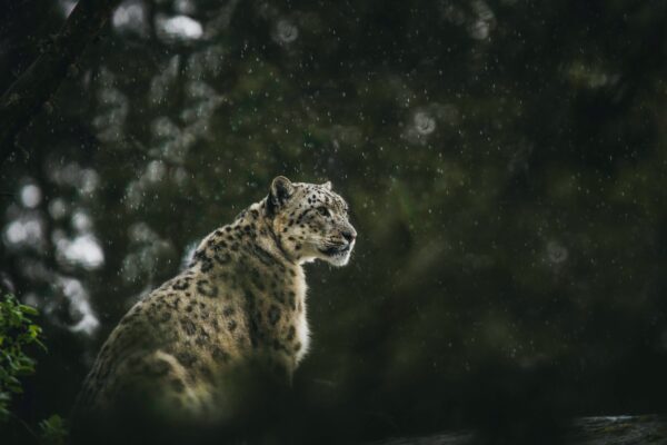 Bhutan announces “milestone achievement” with a 39.5% increase in snow leopard numbers